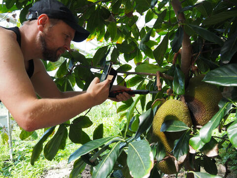 Im Tropenhaus wird eine tropische Frucht geerntet (Quelle: Ralf Schmitt).