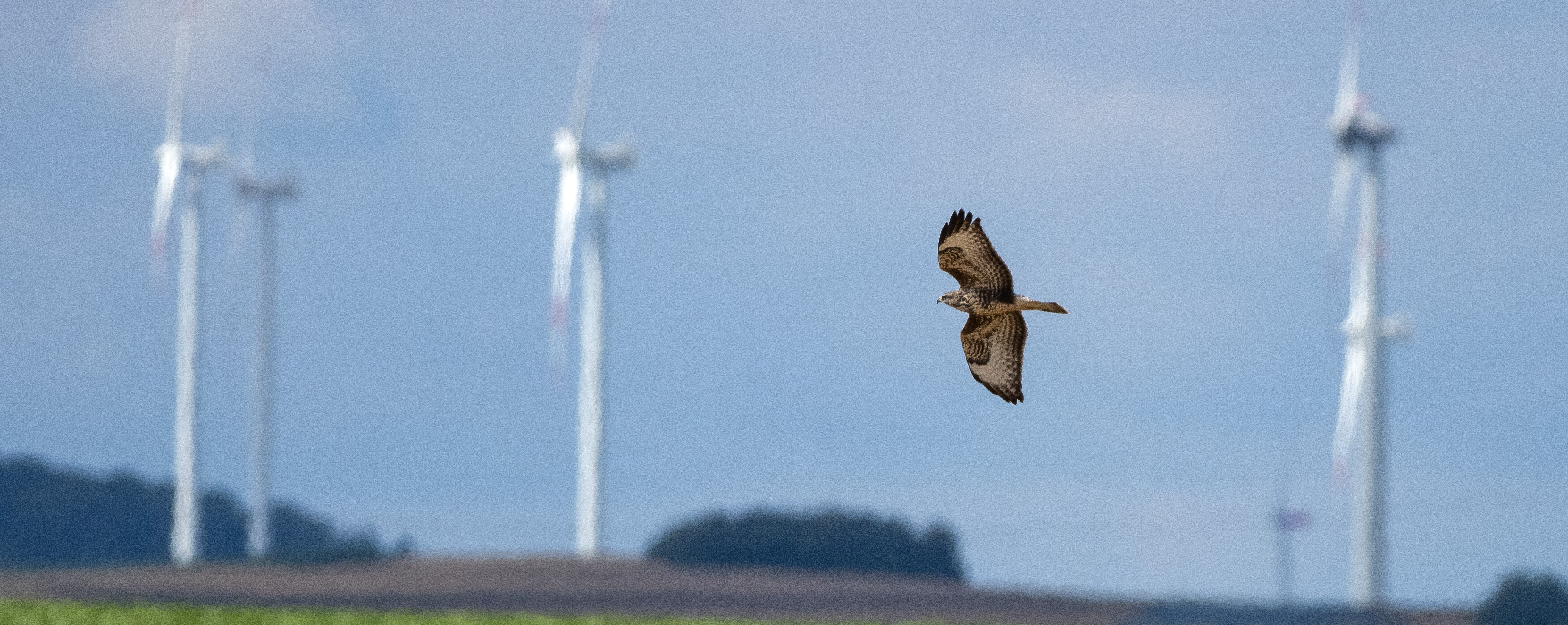 Vogel und Windräder (Bildquelle: stock.adobe.com/Manfred Stöber)