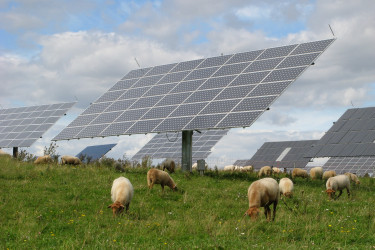Schafe unter Freiflächensolarmodulen. 