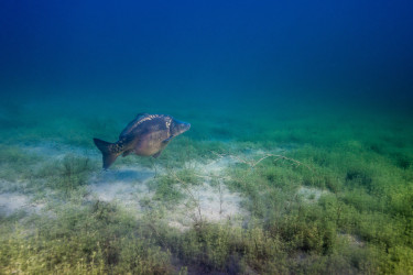 Karpfen schwimmt über bewachsenen Seeboden.