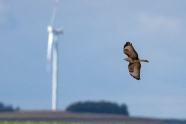 Vogel und Windräder (Bildquelle: stock.adobe.com/Manfred Stöber)
