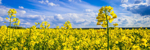 Blühendes Rapsfeld (Quelle: mirkograul - Fotolia.com). Blühendes Rapsfeld (Quelle: mirkograul - Fotolia.com).