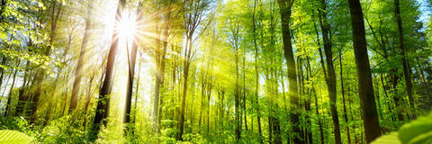 Sonnenbeschienene Laubbäume im Wald. (Quelle: Smileus - Fotolia.com) Sonnenbeschienene Laubbäume im Wald. (Quelle: Smileus - Fotolia.com)