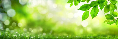 Grüne Blätter vor Waldhintergrund. (Quelle: Smileus - Fotolia.com)