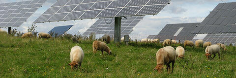 Schafe unter Freiflächensolarmodulen. (Quelle: Pelz - Fotolia.com)
