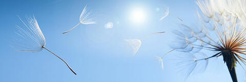 Fliegende Samen einer Löwenzahnpflanze. (Quelle: Chepko Danil - Fotolia.com) Fliegende Samen einer Löwenzahnpflanze. (Quelle: Chepko Danil - Fotolia.com)