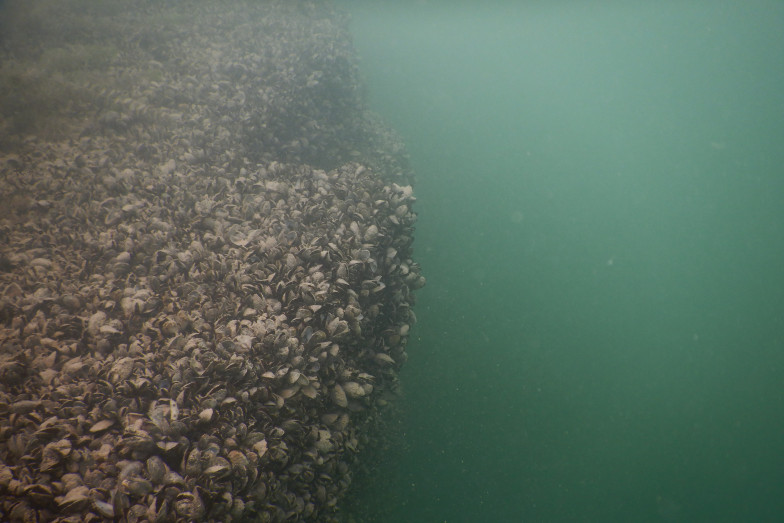 Dreissena bugensis (Quaggamuscheln) im Bodensee.