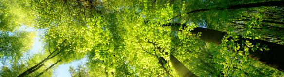 Sonnenbeschienene Laubbäume im Wald. (Quelle: Smileus - Fotolia.com) Sonnenbeschienene Laubbäume im Wald. (Quelle: Smileus - Fotolia.com)