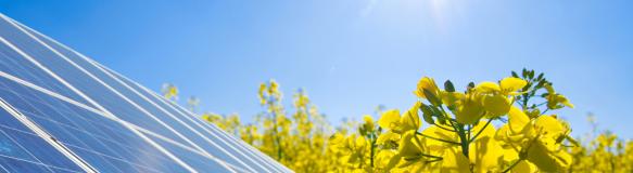 Photovoltaikmodul, Rapsfeld und Sonne. (Quelle: Simon Kraus - Fotolia.com)