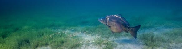Karpfen schwimmt über bewachsenen Seeboden (Bildquelle: Yannick - stock.adobe.com) Karpfen schwimmt über bewachsenen Seeboden (Bildquelle: Yannick - stock.adobe.com)