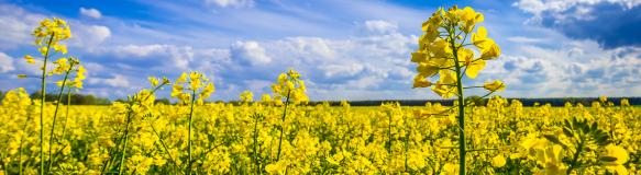 Blühendes Rapsfeld (Quelle: mirkograul - Fotolia.com).