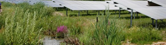 Photovoltaik-Freiflächenanlage mit einem Wassertümpel im Vordergrund. (Quelle: Bayerisches Landesamt für Umwelt)