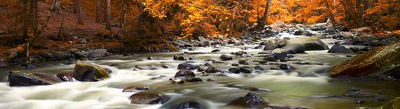 Bachlauf in einem herbstlichen Wald. (Quelle: silver-john - Fotolia.com)