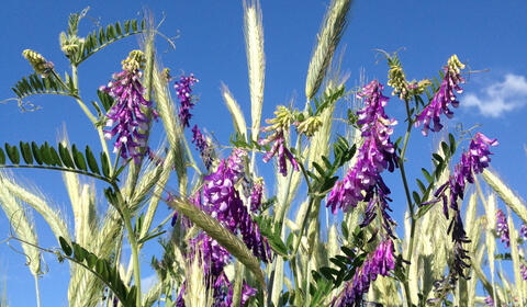 Lilafarbene Blüte der Wicke inmitten der zweiten Energiepflanze Roggen. (Bildquelle: Maendy Fritz - TFZ) Lilafarbene Blüte der Wicke inmitten der zweiten Energiepflanze Roggen. (Bildquelle: Maendy Fritz - TFZ)