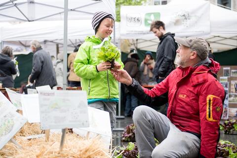 Stadtgärtner - Salat braucht Liebe und Zuwendung um so schön grün zu werden. Stadt Würzburg - Mit Liebe zum Gärtnern (Quelle: Tobias Hase)