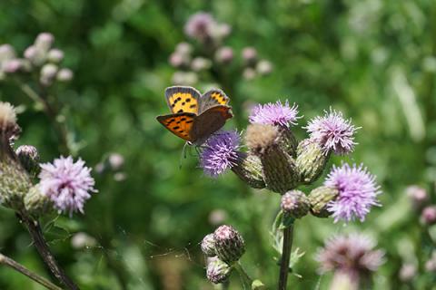 Blütenpflanzen bieten vielen Insekten und anderen Tieren Nahrung und Lebensraum.