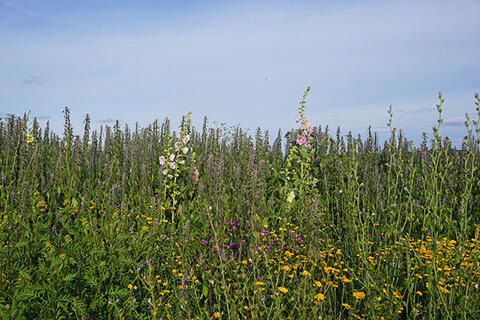 Eine Blühfläche im zweiten Standjahr Anfang Juli. Als dominierenden Arten sind zu sehen das Herzgespann (lila schimmernd im Hintergrund), die Stockrosen mit ihren großen Blüten und der Rainfarn, der kurz vor der Blüte steht (vorne links).