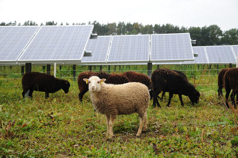 Beweidung eines Solarparks durch Schafe. (Quelle: IBC SOLAR AG)