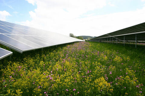 Blütenfeld zwischen den PV-Modulen (Foto: Georg Straßer)