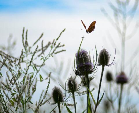 Schmetterling im Veitshöchheimer Hanfmix (Bildquelle: Sarah Flach)