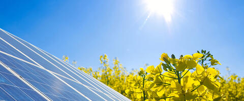 Rapsfeld mit Freiflächenphotovoltaik (Quelle: Fotolia) Rapsfeld mit Freiflächenphotovoltaik (Quelle: Fotolia)