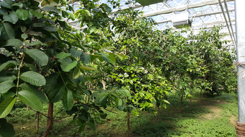 Feld mit Guaven im Tropenhaus (Quelle: Ralf Schmitt).