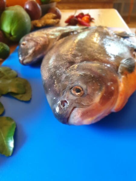 Tropischer Fisch (Pacu), der im Tropenhaus gelebt hat (Quelle: Ralf Schmitt).