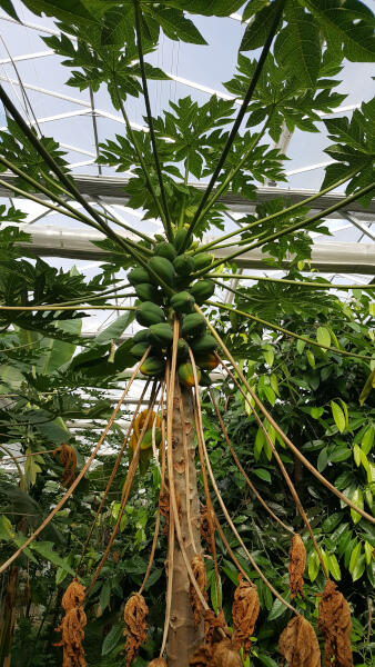 Schöner Baum mit Papayas (Quelle: Ralf Schmitt).