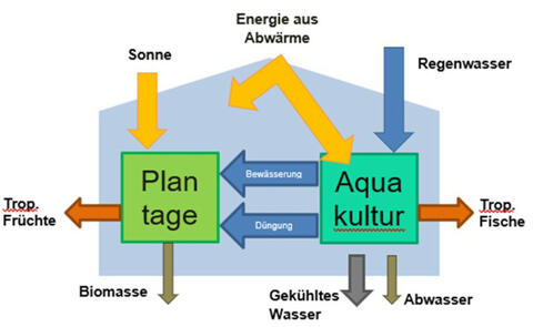 Der Anbau im Tropenhaus erfolgt durch ein Polykultursystem, ein intelligentes Kreislaufsystem (Quelle: Ralf Schmitt).