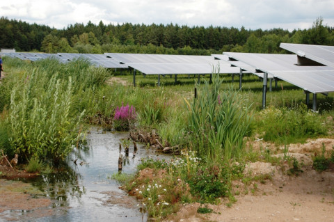 Photovoltaik-Freiflächenanlage mit einem Wassertümpel im Vordergrund.