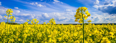 Blühendes Rapsfeld (Quelle: mirkograul - Fotolia.com).