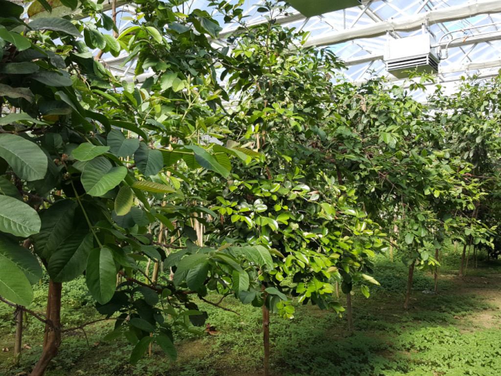 Feld mit Guaven im Tropenhaus (Quelle: Ralf Schmitt).