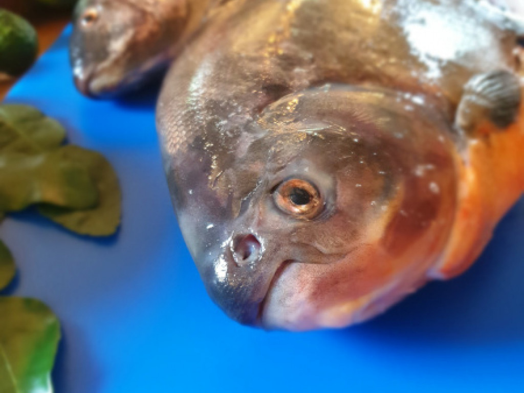 Tropischer Fisch (Pacu), der im Tropenhaus gelebt hat (Quelle: Ralf Schmitt).