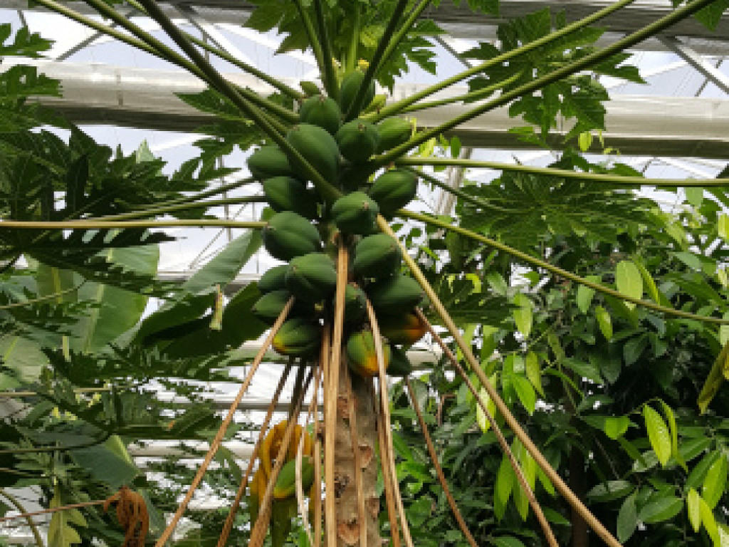 Schöner Baum mit Papayas (Quelle: Ralf Schmitt).
