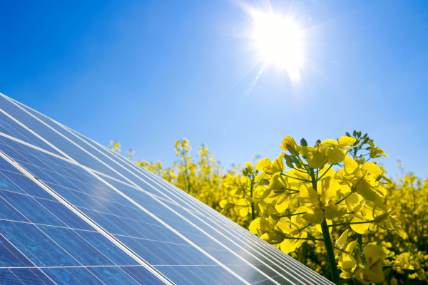 Photovoltaikmodul, Rapsfeld und Sonne. (Quelle: Simon Kraus - Fotolia.com) Photovoltaikmodul, Rapsfeld und Sonne. (Quelle: Simon Kraus - Fotolia.com)