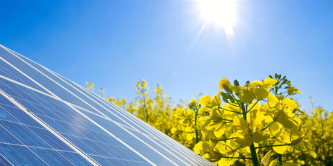 Photovoltaikmodul, Rapsfeld und Sonne. (Quelle: Simon Kraus - Fotolia.com)