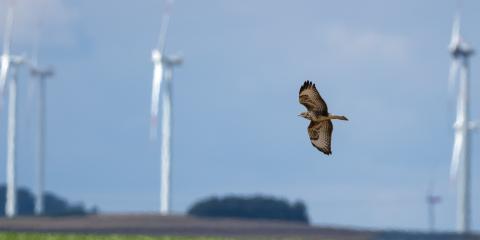 Vogel und Windräder (Bildquelle: stock.adobe.com/Manfred Stöber)