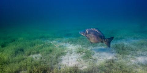 Karpfen schwimmt über bewachsenen Seeboden (Bildquelle: Yannick - stock.adobe.com)