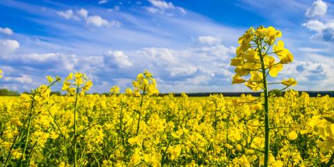 Blühendes Rapsfeld (Quelle: mirkograul - Fotolia.com).