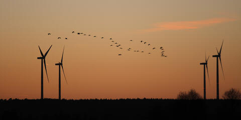 Vogelflug über Windenergieanlage (Bildquelle: Arcaparo / PantherMedia)